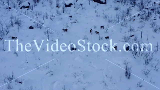 Snow forest, Slider Dog, Sled dog