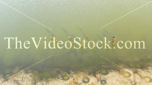 Beit Hashita kibbutz, Fish Farming pools, Birds fly
