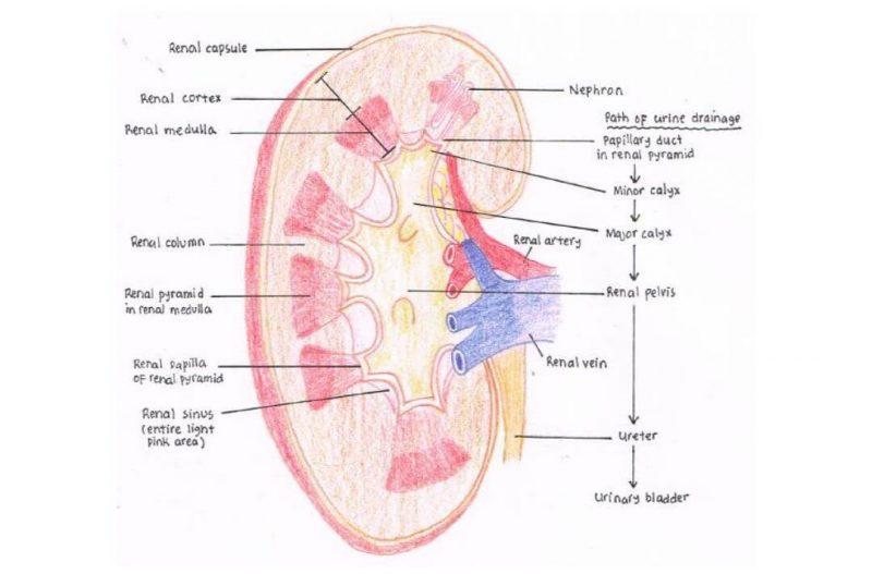 Sistem Urinaria (Ginjal) Manusia