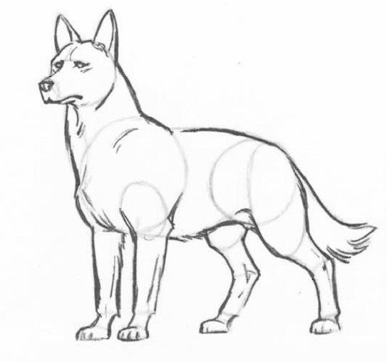 как нарисовать морду волка