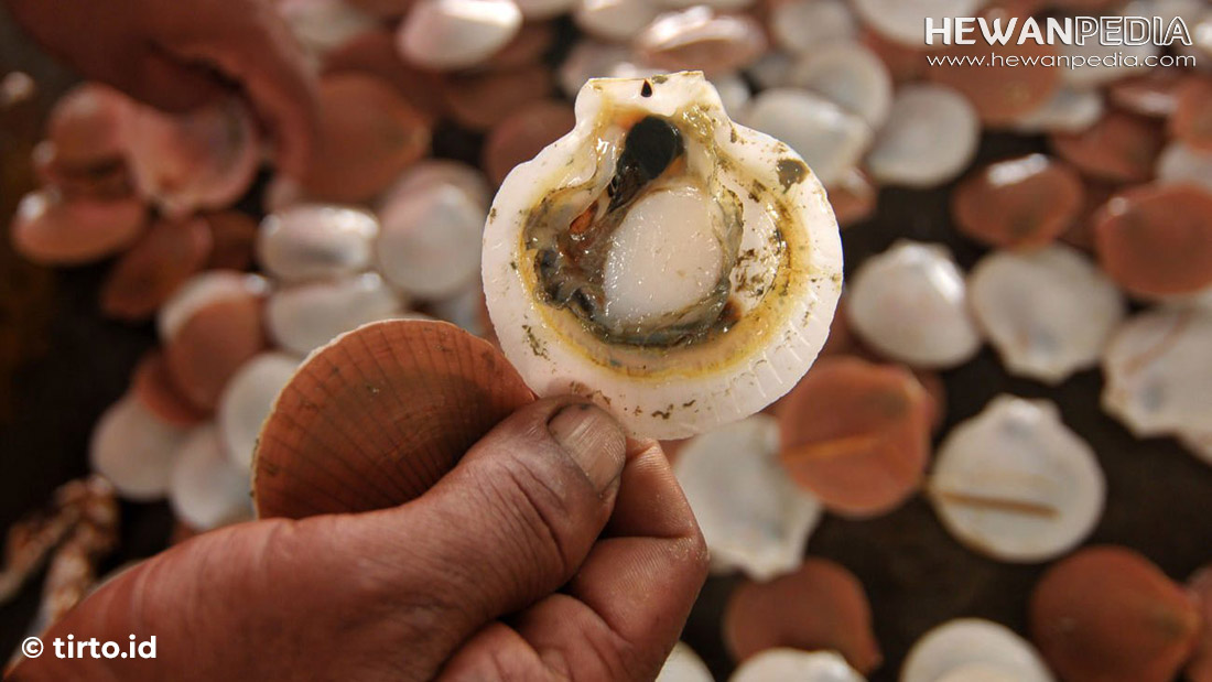 Kerang Simping jika Dikonsumsi Beracun atau Tidak ? - Hewanpedia