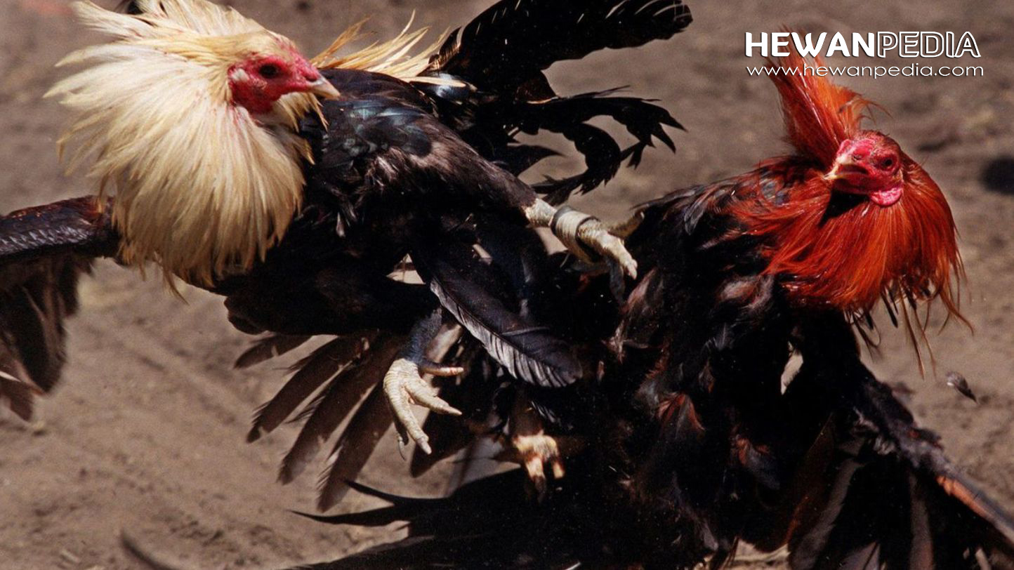 Cara Merawat Ayam Aduan Dari Umur 0-7 Bulan agar Kuat dan Juara - Hewanpedia