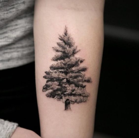 25+ Evergreen Tree Tattoo Designs And Ideas – Entertainmentmesh 561_x_564_jpg