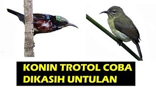 Konin Trotolan Mp3, Video Mp4 & 3Gp - M.lagu123.Fun 180_X_320_jpg