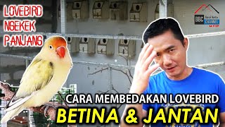 Perbedaan Suara Lovebird Jantan Dan Betina Mp3 – Storymusik 180_X_320_jpg