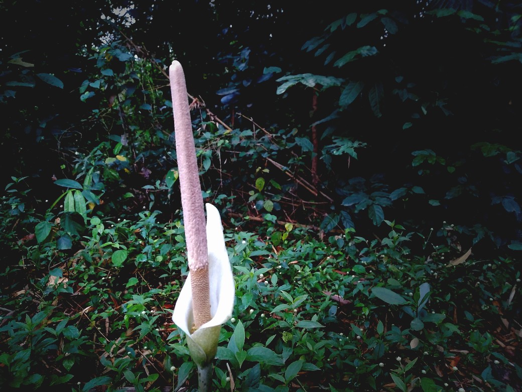 Dzulqarnain Bukan Alexander Agung - Majalah Islam Asy-Syariah