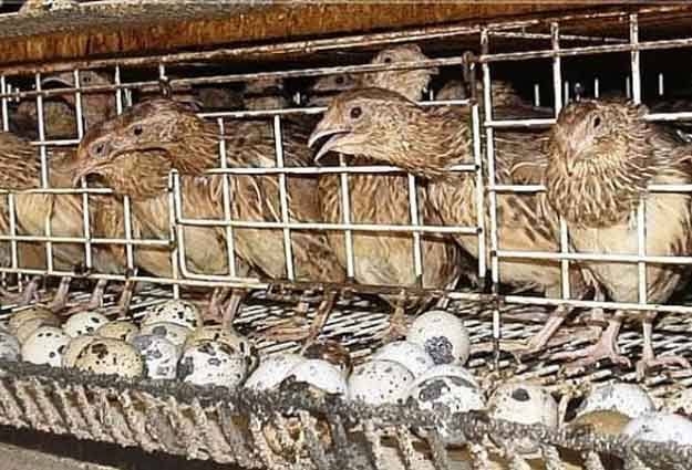 Keistimewaan Burung Puyuh Tak Hanya Pada Telurnya - Lampukuning.id