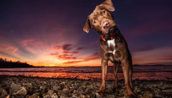 KelbyOne – Best Kept Secrets to Amazing Dog Photography by Kaylee Greer