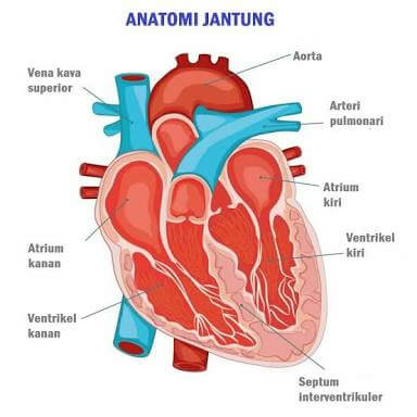 WM Ngangsu Kawruh : Belajar tentang Serangan Jantung | | Blog Wonosobo Muda