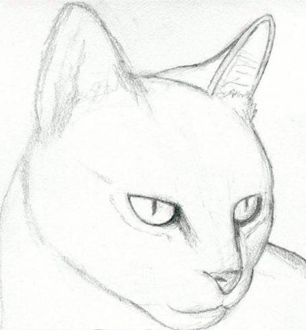 как нарисовать жирного кота