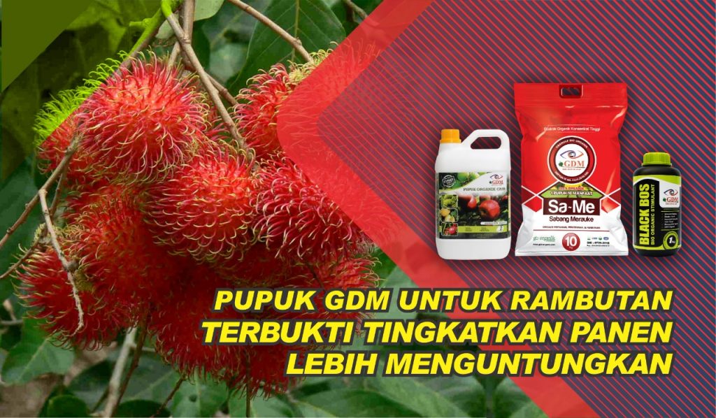 Hasilkan Buah Lebat, Cara Budidaya Rambutan Terbukti Tingkatkan Panen Lebih Menguntungkan
