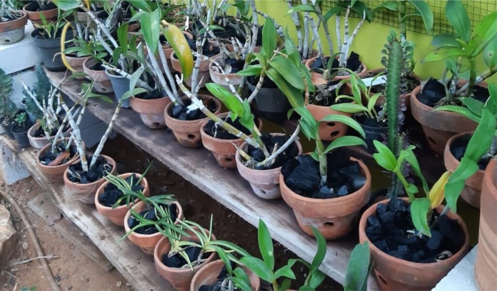 Penyakit Busuk Akar Bunga Anggrek: Gejala, Penyebab, Cara Mengatasi, dan  Cara Pencegahan - Suplemen dan Pupuk Organik Cair Terbaik