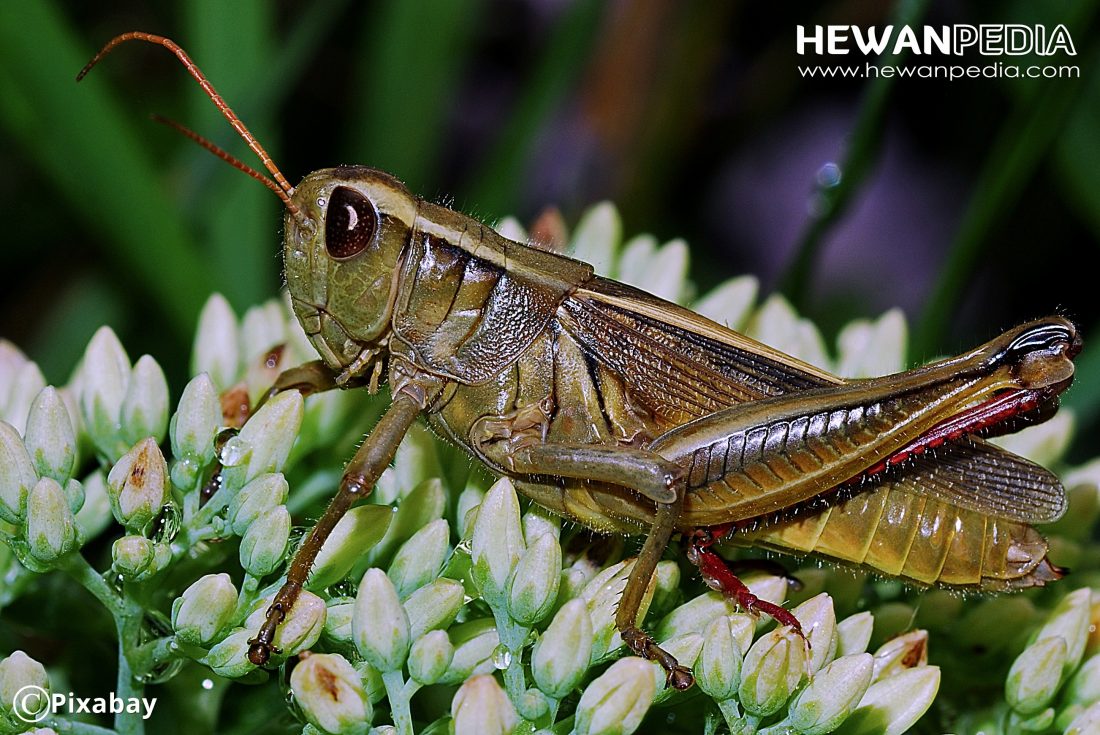 5 Serangga yang dapat Meloncat - Hewanpedia