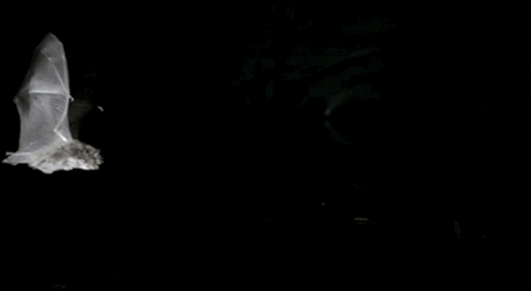 Pengertian Bunyi Ultrasonik, Audiosonik, Infrasonik dan Contohnya -  Hewanpedia