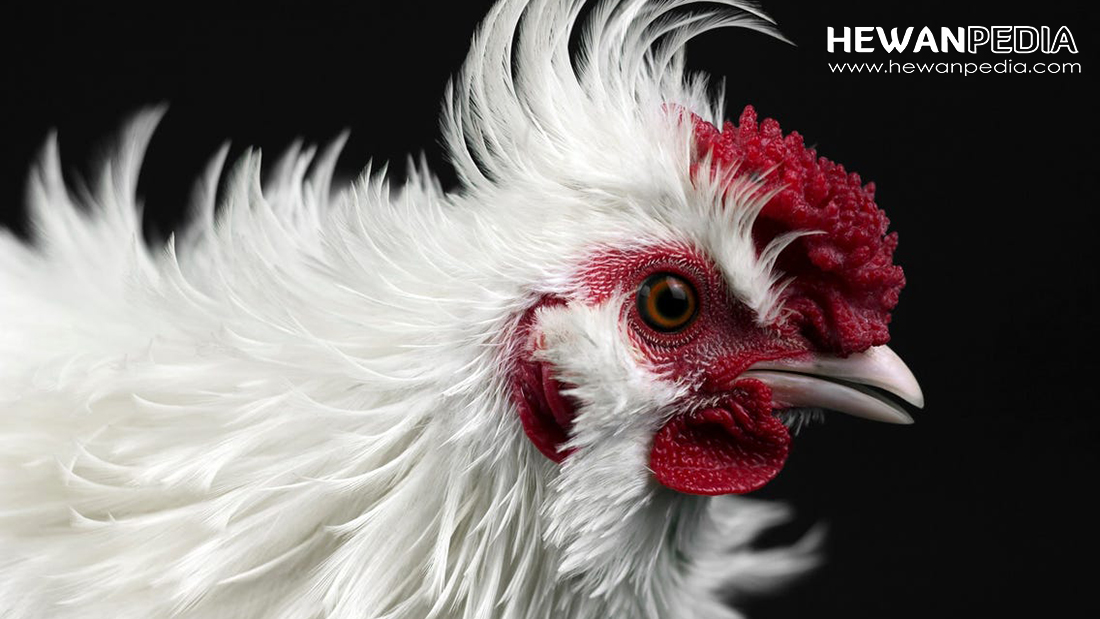 4 Jenis Hewan Penangkal Santet yang bisa mengetahui Makhluk halus -  Hewanpedia