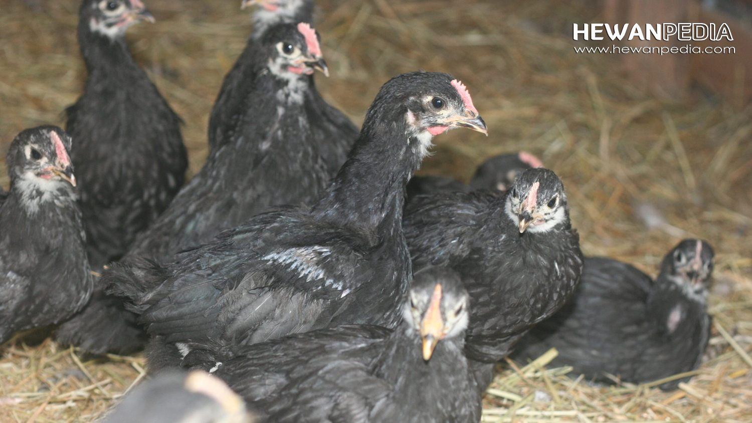 Cara Memilih Indukan Ayam Aduan beserta Cirinya - Hewanpedia