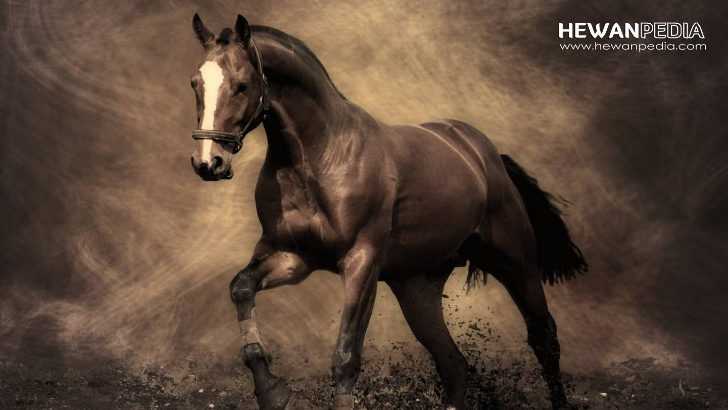 25 Arti Tafsir Bertemu Kuda dalam Mimpi menurut Primbon Jawa - Hewanpedia