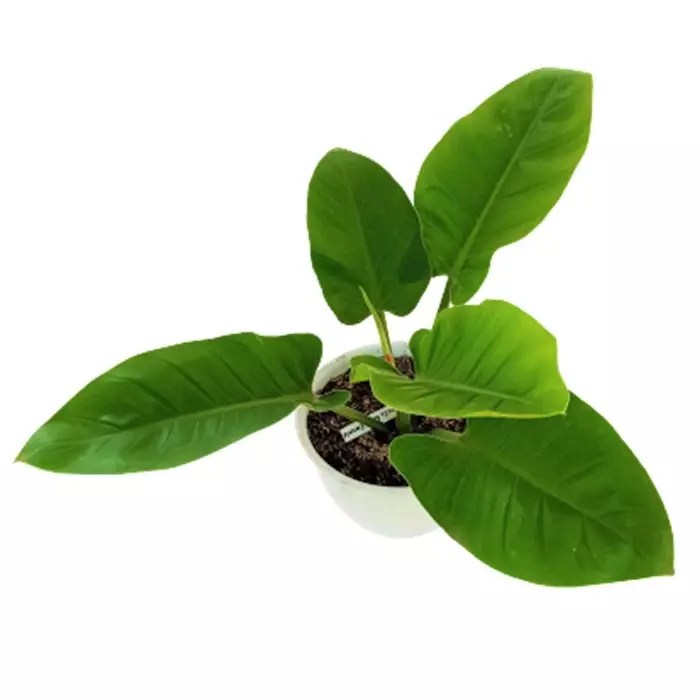 Adenium Lembayung | Tanaman Adenium Lembayung | Tanamanmart