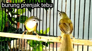 Cimblek Tebu - Download Lagu Gratis Mp3 Dan Mp4 - Wigo.live 180_X_320_jpg