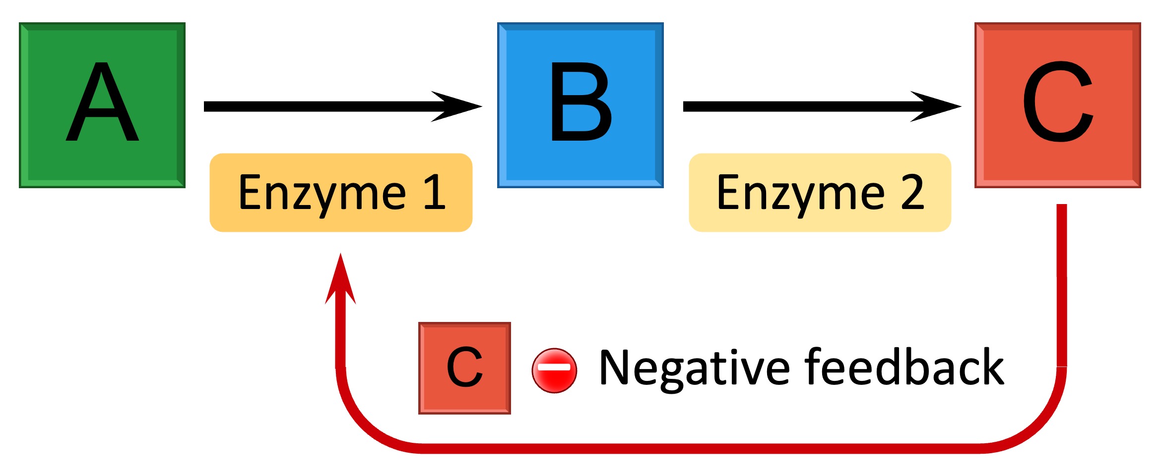 Feedback inhibition definition biology