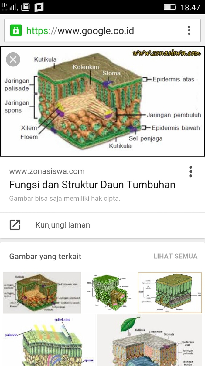 Menakjubkan 24+ Gambar Daun Dan Fungsinya - Richa Gambar