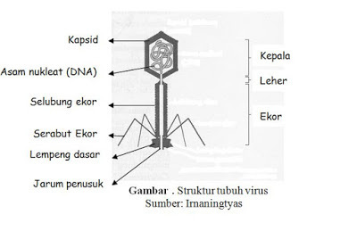 jelaskan fungsi masing-masing bagian tubuh virus - Brainly.co.id