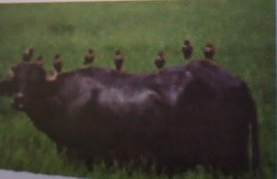 Hubungan burung jalak dengan kerbau membentuk simbiosis . . . . * Gambar  Tanpa - Brainly.co.id