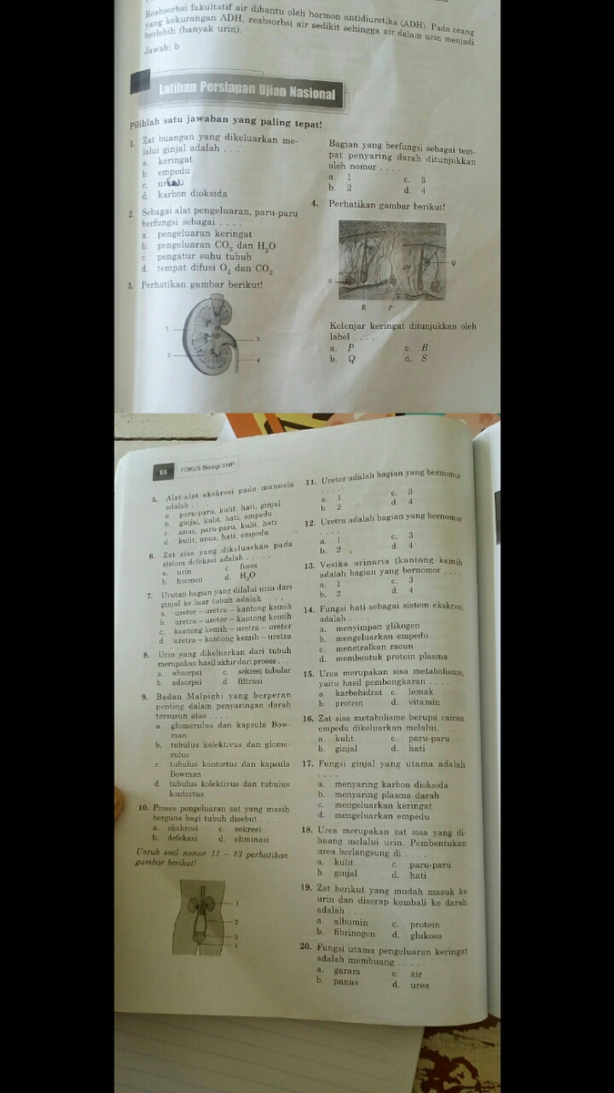 Fungsi Utama Pengeluaran Keringat Adalah Membuang – Python