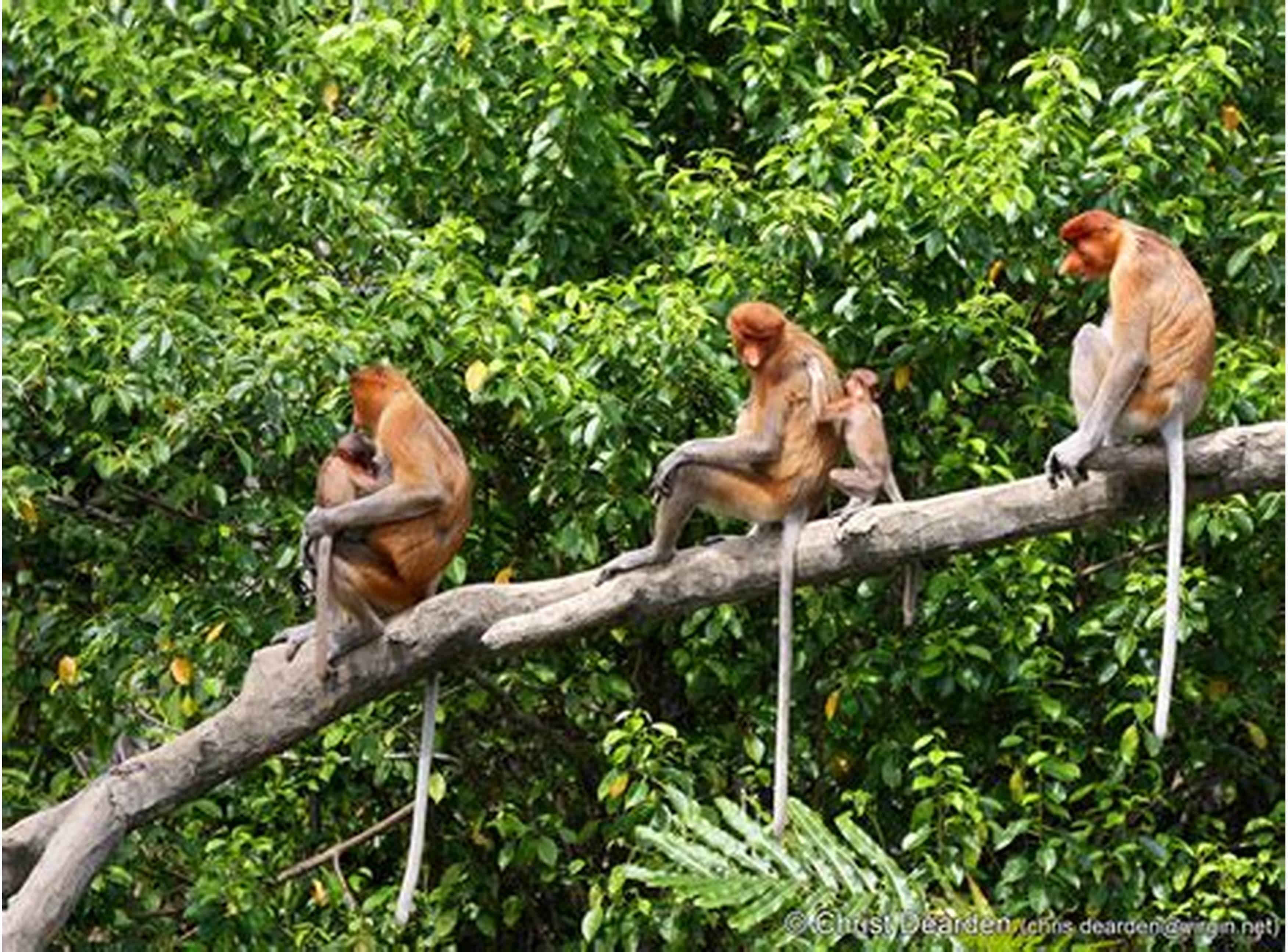 Sebutkan hewan dan tumbuhan yang hidup di ekosistem hutan hujan tropis -  Brainly.co.id