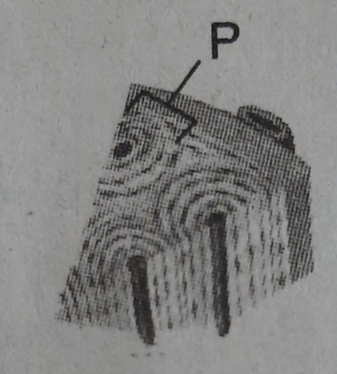 perhatikan gambar disamping.pernyataan yang tepat mengenai bagian  ditunjukan oleh huruf p adalah - Brainly.co.id