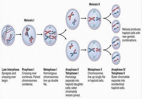 1. pada tahap apa dalam pembelahan meiosis terjadi reduksi jumlah kromosom?  2. Apa fungsi sentromer - Brainly.co.id