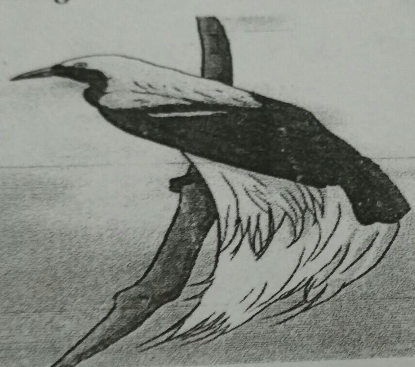 Perhatikan Gambar Di Atas ( Burung Cendrawasih )!Buatlah 3 Kalimat Pertanyaan Menggunakan Kosakata - Brainly.co.id 758_X_857_jpg