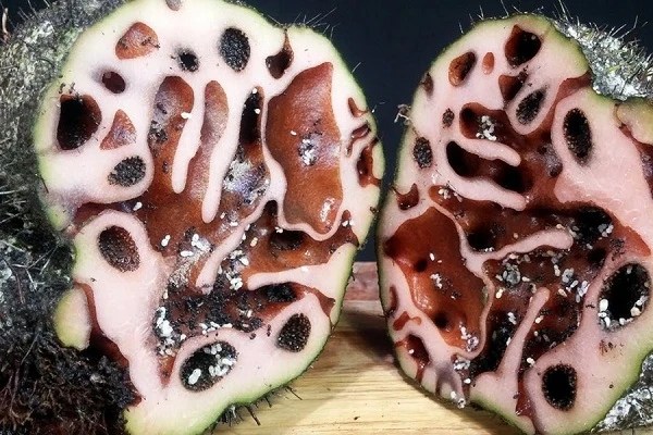 6 Manfaat Sarang Semut Obat Herbal Berkhasiat Tinggi