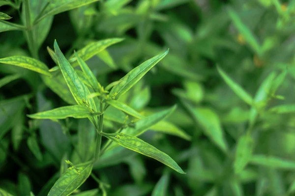 Mengenal Daun Sambiloto yang Pahit, Namun Dipercaya Punya Segudang Manfaat