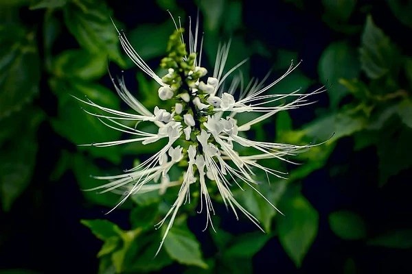 Manfaat Kumis Kucing dan Cara Pengolahannya yang Baik dan Benar