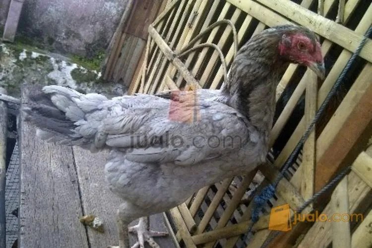 BABON AYAM BIRMA TELUR HIJAU di Kota Yogyakarta, Yogyakarta | Jualo.com