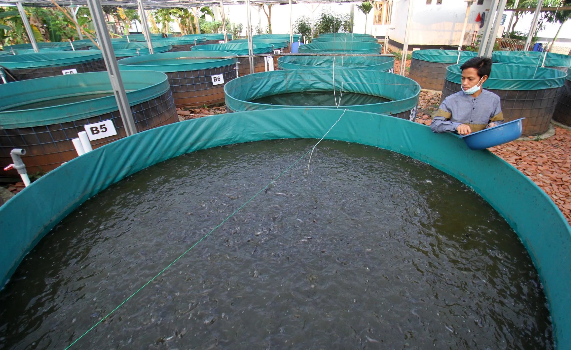 Melihat Pembenihan Ikan Lele di Kolam Terpal Dengan Lahan Terbatas - Trenasia.com