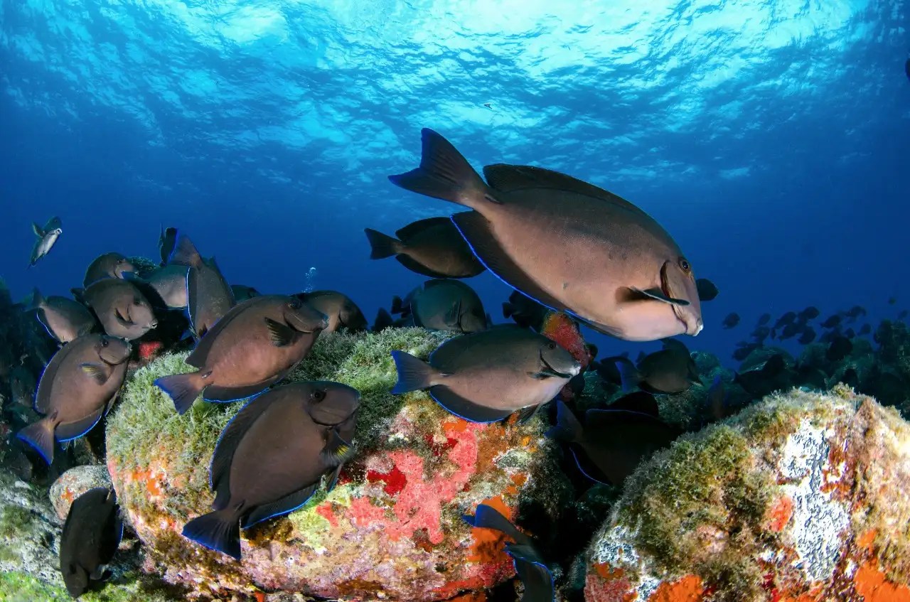 11 Destinasi Wisata Bawah Laut Terindah di Dunia