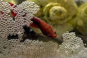 Inilah Cara Budidaya Telur Ikan Cupang Buat Pemula - IlmuBudidaya.com