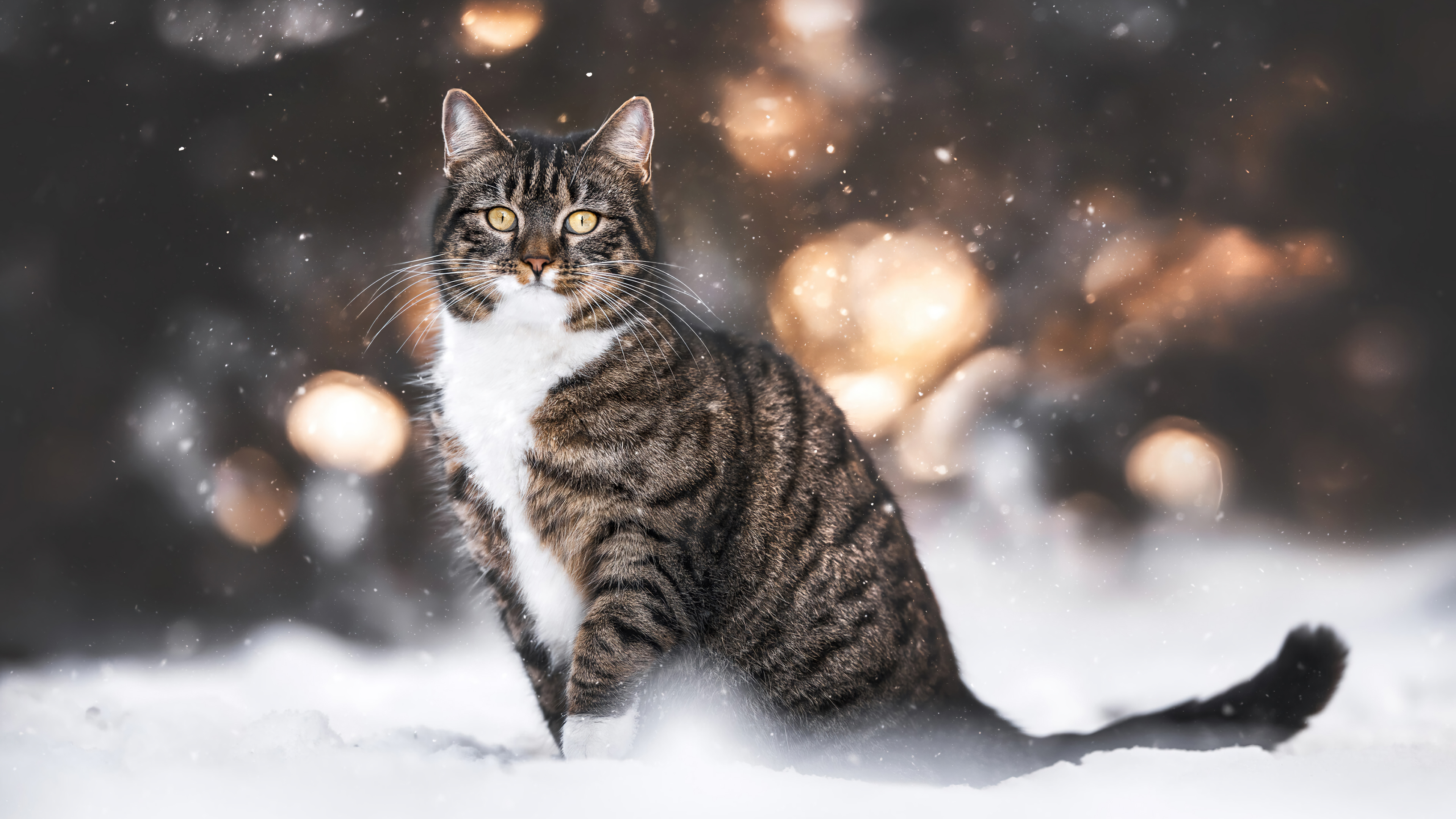 Cat in snow wallpaper