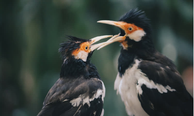 Inilah Jenis Burung Kicau Paling Populer Diikutkan Lomba Dan Dibanderol Hingga Belasan Juta Rupiah - Cermati.com 480_x_800_jpg