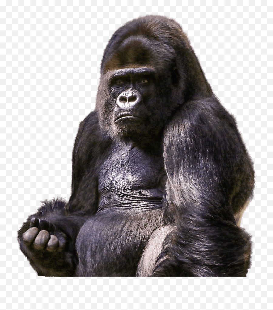 Mammal Png Transparent Images All Transparent Background Gorilla Png Monkey Transparent Background Free Transparent Png Images Pngaaa Com