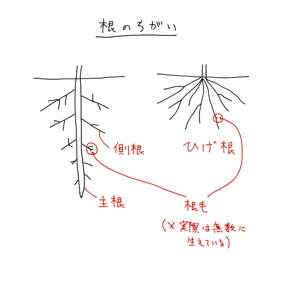 中１理科 図でよくわかる植物の茎と根（道管と師管の違いと根毛の役割） - Rollpie