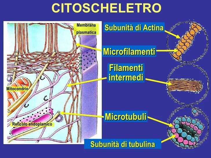 Struttura Cellula