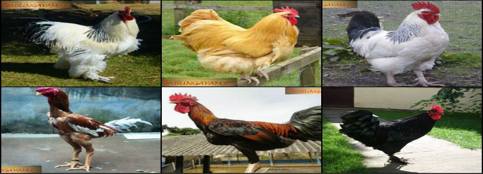 Jenis Ayam Sabung Terbesar Di Dunia | SITUS LOKASI JUDI SABUNG AYAM S128  DAN ADU AYAM SV388 - 楽天ブログ