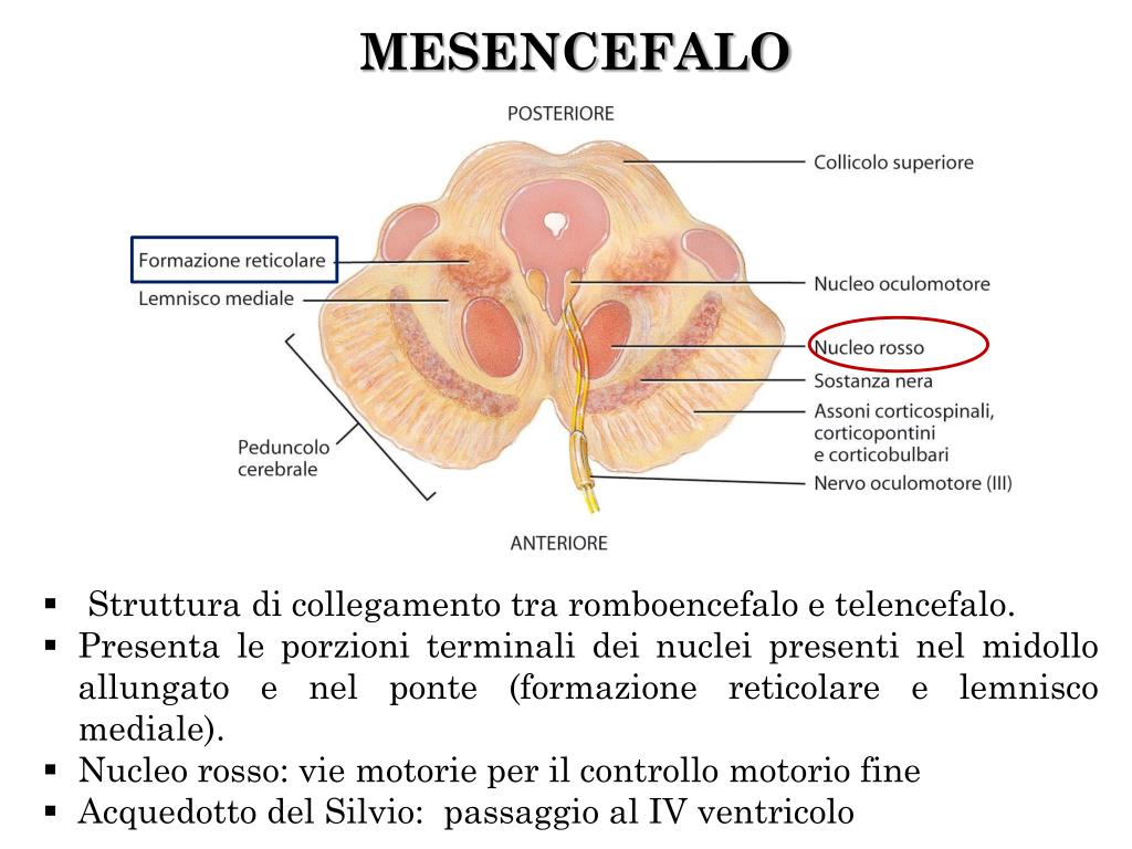 Ppt - Sistema Nervoso: Encefalo E Nervi Cranici Powerpoint Presentation - Id:6965538 768_x_1024_jpg