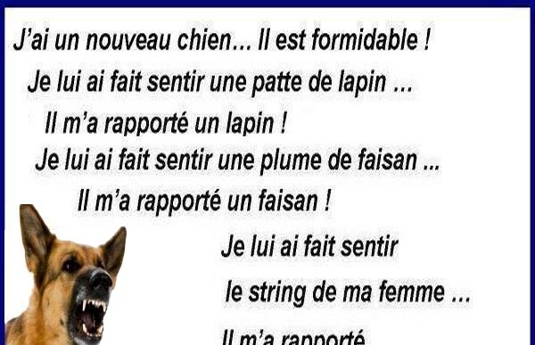 J Ai Un Nouveau Chien Il Est Formidable Possible De Location 1000 Par Heure Image Lien