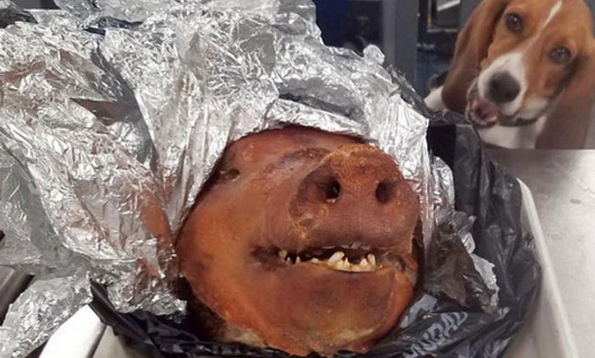 Ecuatoriano metió una cabeza de chancho en su equipaje! Hombre cabeza de cerdo