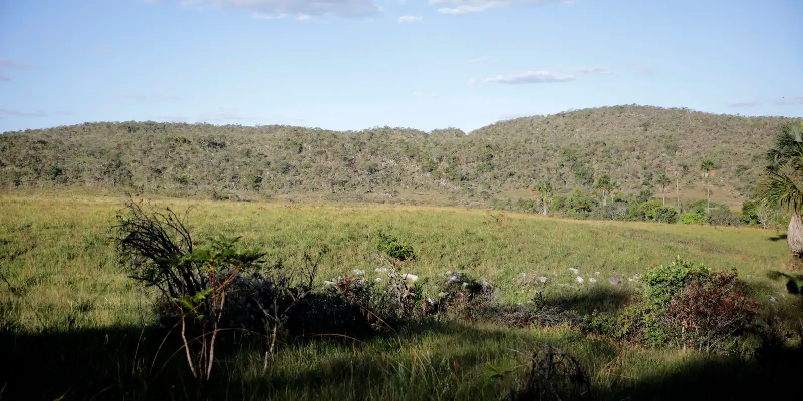 Campeãs em desmatamento, terras privadas têm 62% do Cerrado nativo 