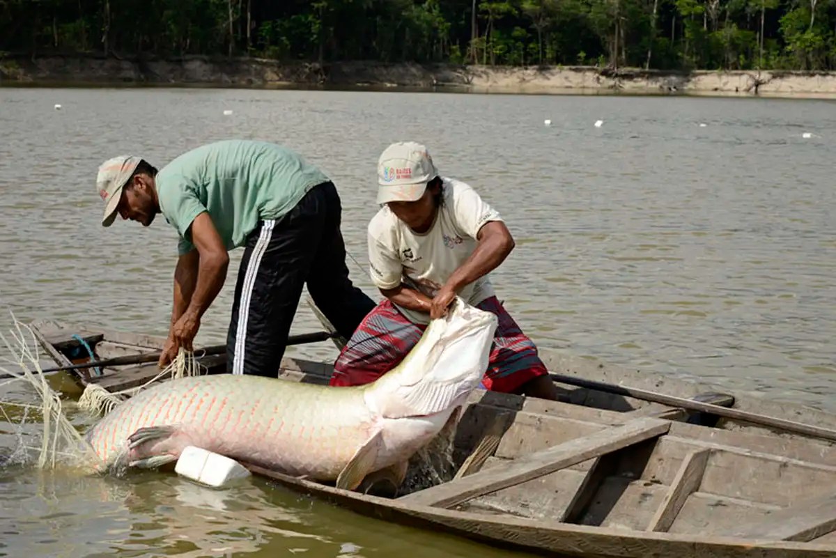 Tecnologias da Embrapa aproximam aquicultura do mercado internacional